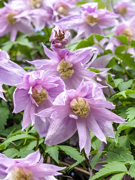 437357 - Downy clematis (Clematis macropetala 'Markham's Pink')