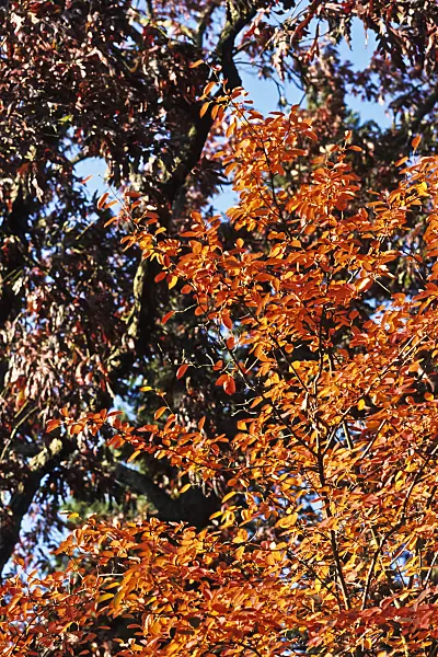 383026 - Downy service berry (Amelanchier arborea)