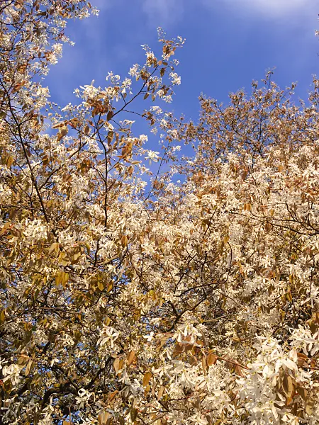 400162 - Downy service berry (Amelanchier arborea)