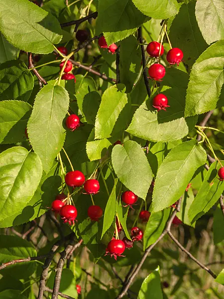 402225 - Downy service berry (Amelanchier arborea)