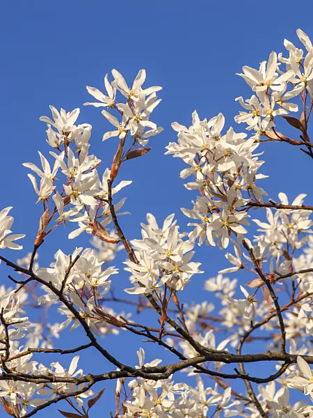 424136 - Downy service berry (Amelanchier arborea)