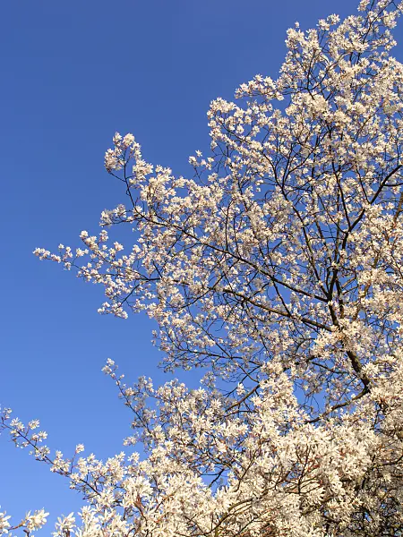 424137 - Downy service berry (Amelanchier arborea)