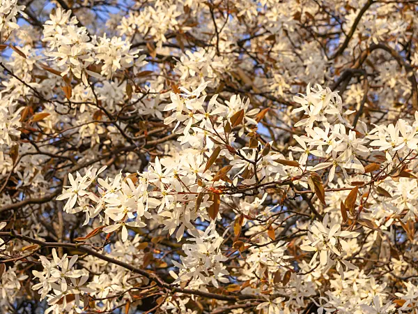 437160 - Downy service berry (Amelanchier arborea)
