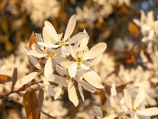 437161 - Downy service berry (Amelanchier arborea)