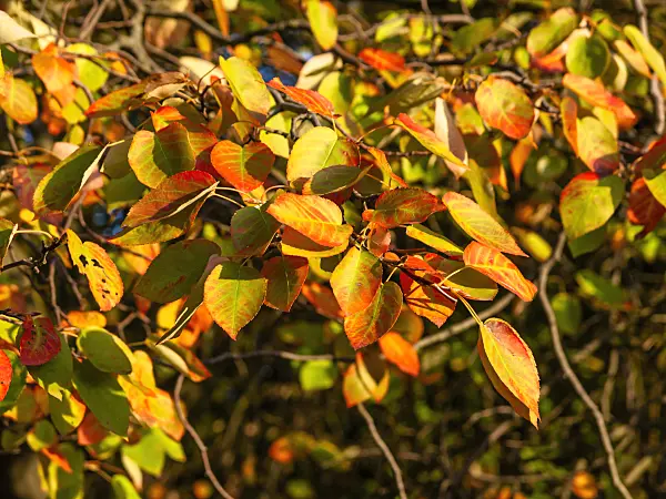 442042 - Downy service berry (Amelanchier arborea)