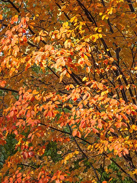 442127 - Downy service berry (Amelanchier arborea)