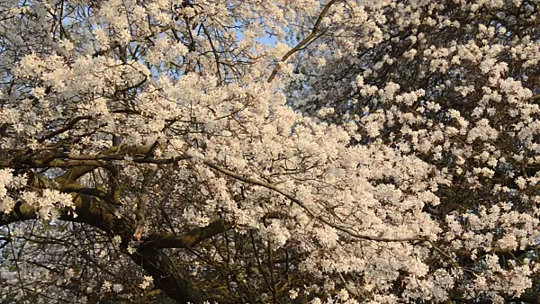 495310 - Downy service berry (Amelanchier arborea)