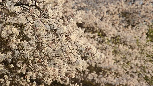 495311 - Downy service berry (Amelanchier arborea)