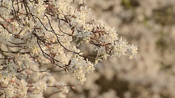 495312 - Downy service berry (Amelanchier arborea)