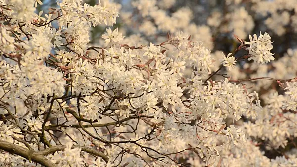 495313 - Downy service berry (Amelanchier arborea)