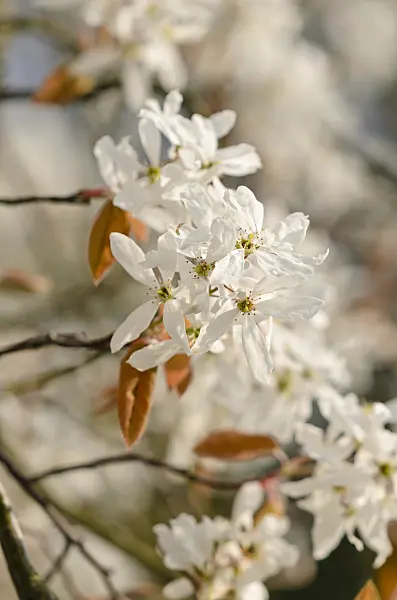 520033 - Downy service berry (Amelanchier arborea)