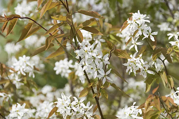 625123 - Downy service berry (Amelanchier arborea 'Robin Hill')