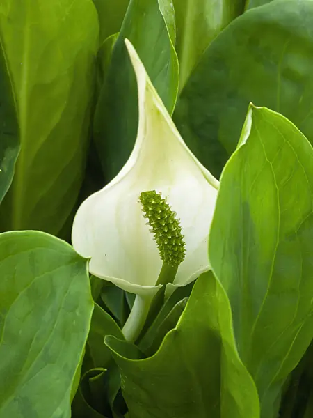 400153 - Drachenwurz (Calla palustris)