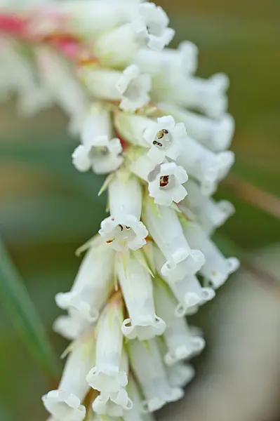 482028 - Dracophyllum secundum