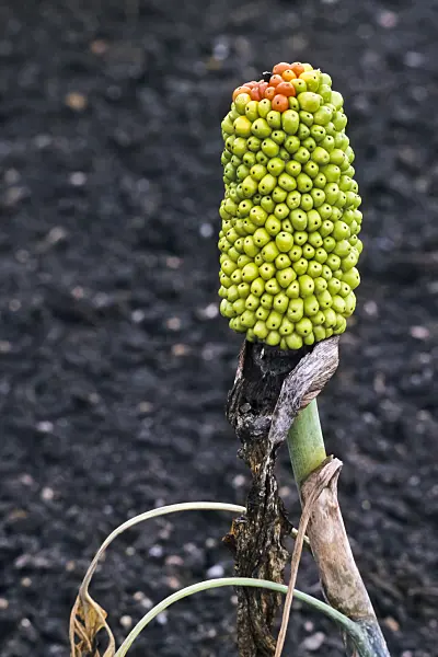 368026 - Dragon arum (Dracunculus vulgaris)