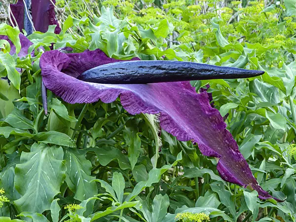 449020 - Dragon arum (Dracunculus vulgaris)