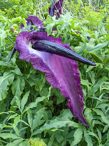 449021 - Dragon arum (Dracunculus vulgaris)