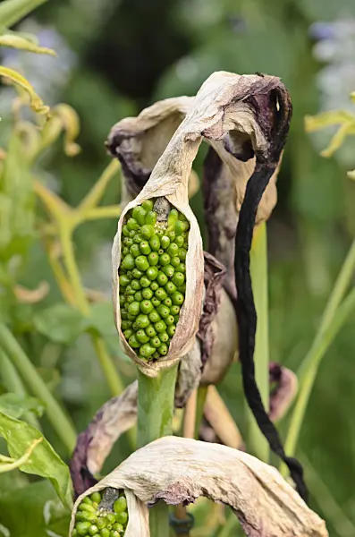 522029 - Dragon arum (Dracunculus vulgaris)