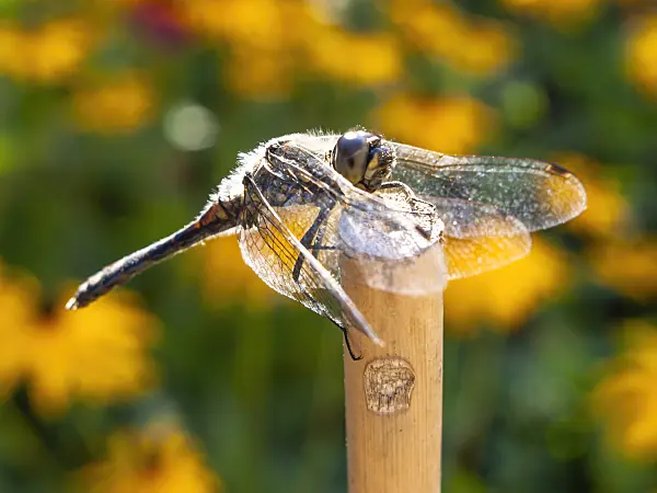 428303 - Dragonfly (Sympetrum)