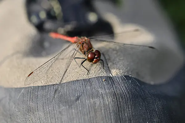 524007 - Dragonfly (Sympetrum) sunbathing on a shoe