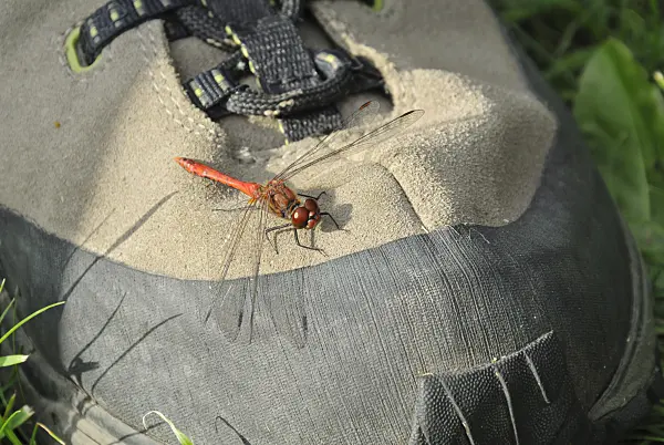 524106 - Dragonfly (Sympetrum) sunbathing on a shoe