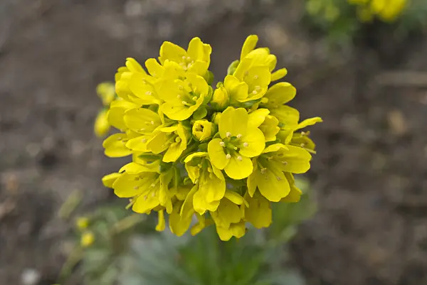 608019 - Drave (Draba paysonii)