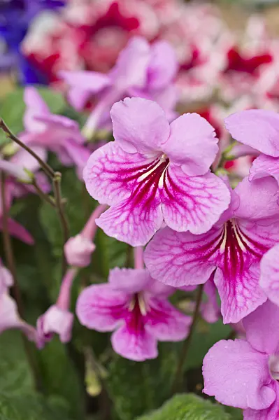 512037 - Drehfrucht (Streptocarpus)