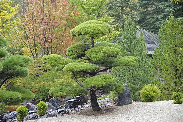 517268 - Drehkiefer (Pinus contorta)