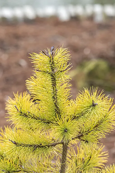 638188 - Drehkiefer (Pinus contorta 'Chief Joseph')