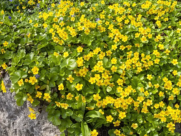 437108 - Dreiblättrige Waldsteinie (Waldsteinia ternata)