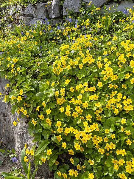437110 - Dreiblättrige Waldsteinie (Waldsteinia ternata)