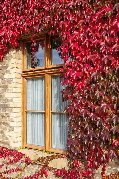 453011 - Dreispitzige Jungfernrebe (Parthenocissus tricuspidata)