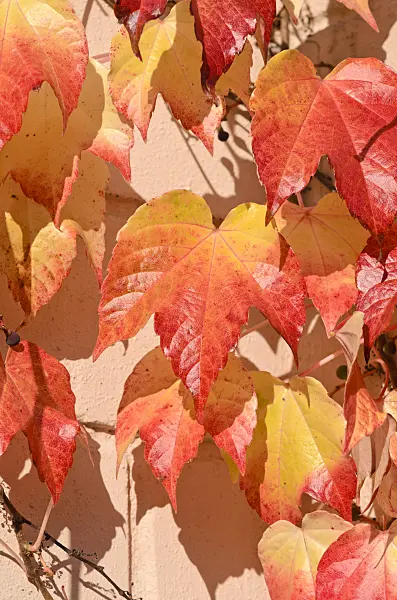 525327 - Dreispitzige Jungfernrebe (Parthenocissus tricuspidata)