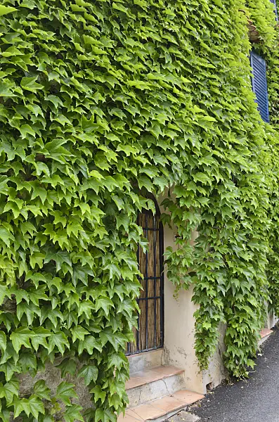 533142 - Dreispitzige Jungfernrebe (Parthenocissus tricuspidata) an einer Hauswand