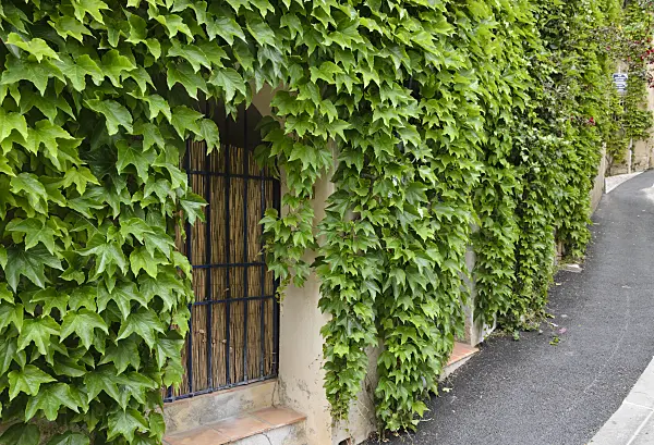 533146 - Dreispitzige Jungfernrebe (Parthenocissus tricuspidata) an einer Hauswand