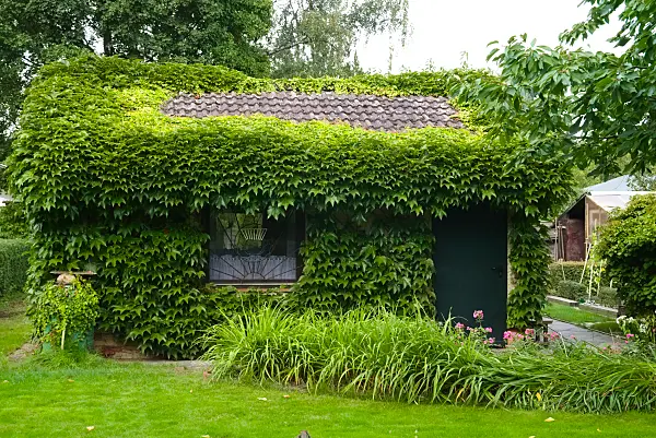 670021 - Dreispitzige Jungfernrebe (Parthenocissus tricuspidata) auf einer Gartenlaube