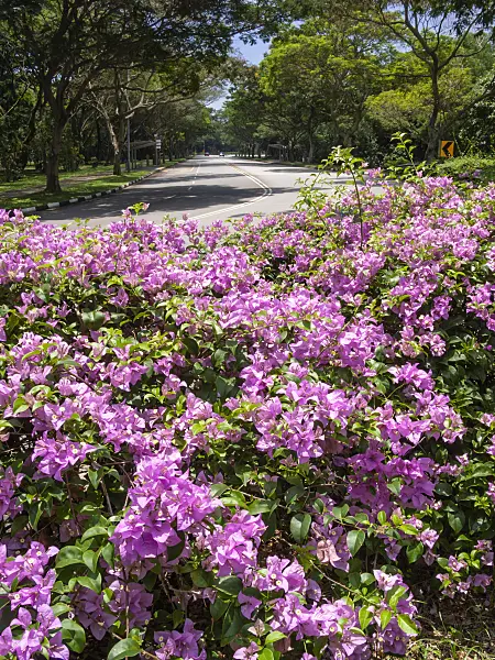411041 - Drillingsblume (Bougainvillea)