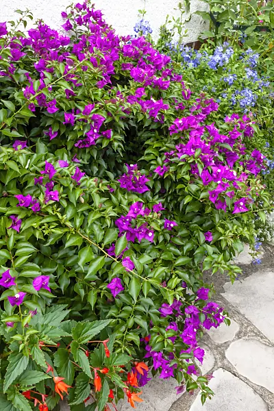 464055 - Drillingsblume (Bougainvillea)