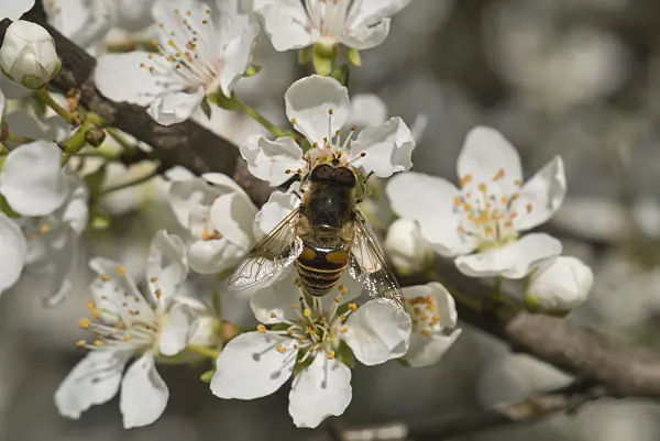 608028 - Drone fly (Eristalis tenax) and mirabelle (Prunus domestica subsp. syriaca)