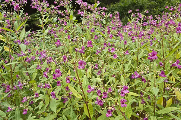 510178 - Drüsiges Springkraut (Impatiens glandulifera)