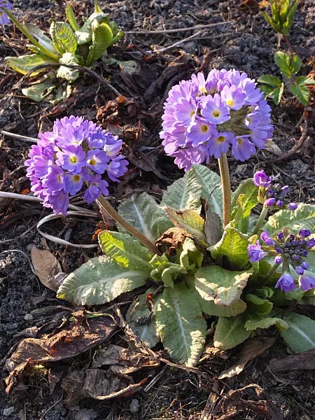 400070 - Drumstick primrose (Primula denticulata)