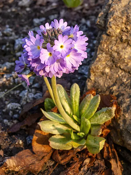 436212 - Drumstick primrose (Primula denticulata)