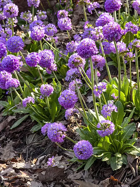 436257 - Drumstick primrose (Primula denticulata)
