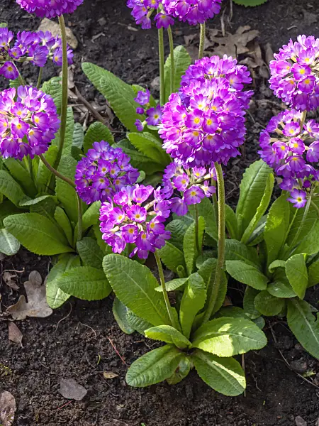 436258 - Drumstick primrose (Primula denticulata)