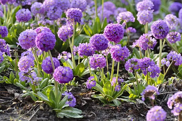 471074 - Drumstick primrose (Primula denticulata)