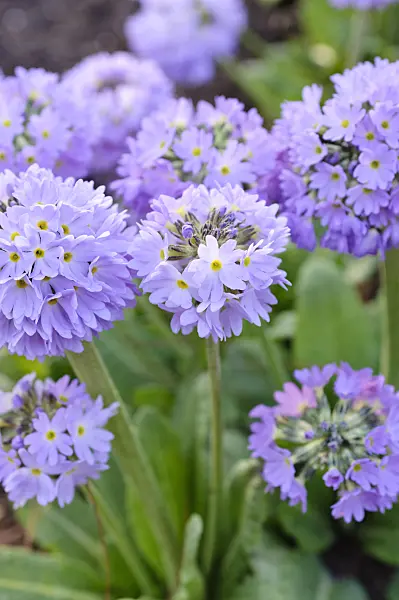 471075 - Drumstick primrose (Primula denticulata)