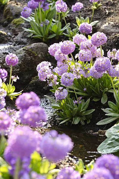 483149 - Drumstick primrose (Primula denticulata)