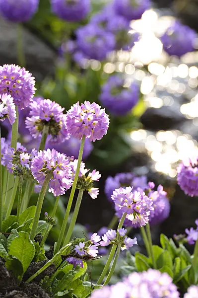 483150 - Drumstick primrose (Primula denticulata)