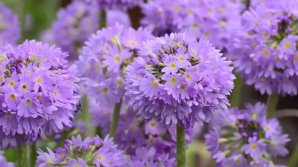 506103 - Drumstick primrose (Primula denticulata)