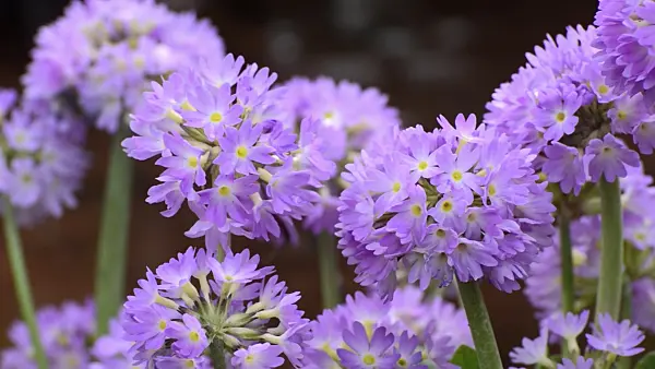 506104 - Drumstick primrose (Primula denticulata)